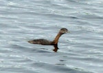 New Zealand dabchick | Weweia. Immature. Mangere sewage ponds, February 2016. Image © Alan Tennyson by Alan Tennyson.