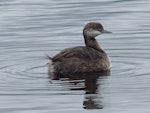 New Zealand dabchick | Weweia. Immature. Waimanu Lagoon, Waikanae, April 2015. Image © Alan Tennyson by Alan Tennyson.