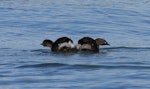 New Zealand dabchick | Weweia. Pair of adults in territorial display. Lake Tarawera, December 2008. Image © Phil Battley by Phil Battley.