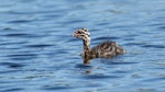 New Zealand dabchick | Weweia. Chick. Kotuku Lakes, October 2017. Image © Roger Smith by Roger Smith.