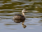 Hoary-headed grebe | Taihoropī. Adult breeding. Laratinga Wetlands, South Australia, April 2016. Image © John Fennell by John Fennell.