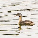 Hoary-headed grebe | Taihoropī. Adult. Walka Water Works, Maitland, NSW, March 2014. Image © Dick Jenkin by Dick Jenkin.