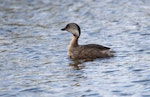 Hoary-headed grebe | Taihoropī. Adult in breeding plumage. Lake Elterwater, September 2018. Image © Les Feasey by Les Feasey.