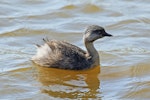 Hoary-headed grebe | Taihoropī. Adult female in breeding plumage. Lake Elterwater, September 2018. Image © Duncan Watson by Duncan Watson.