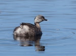 Hoary-headed grebe | Taihoropī. Adult in breeding plumage. Coolart, Victoria, Australia, July 2011. Image © Sonja Ross by Sonja Ross.