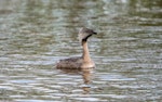 Hoary-headed grebe | Taihoropī. Adult in breeding plumage. Lake Elterwater near viewing platform, September 2018. Image © Les Feasey by Les Feasey.