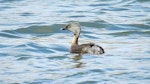 Hoary-headed grebe | Taihoropī. Adult. Lake Elterwater, Marlborough, January 2018. Image © Alan Shaw by Alan Shaw.