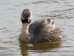 Hoary-headed grebe | Taihoropī. Adult in breeding plumage. Lake Elterwater, November 2019. Image © Scott Brooks (ourspot) by Scott Brooks.