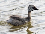 Hoary-headed grebe | Taihoropī. Adult swimming. Lake Elterwater, November 2019. Image © Scott Brooks (ourspot) by Scott Brooks.