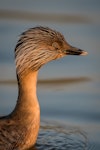 Hoary-headed grebe | Taihoropī. Head detail of adult in breeding plumage. Lake Elterwater, September 2018. Image © Tony Whitehead by Tony Whitehead.