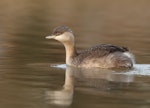 Hoary-headed grebe | Taihoropī. Non-breeding adult. Kambah, Australian Capital Territory, June 2018. Image © Glenn Pure 2018 birdlifephotography.org.au by Glenn Pure.