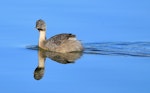 Hoary-headed grebe | Taihoropī. Adult. Perth, April 2016. Image © Imogen Warren by Imogen Warren.