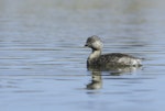 Hoary-headed grebe | Taihoropī. Adult. Magazine Road Wetlands, South Australia, January 2014. Image © Craig Greer by Craig Greer.