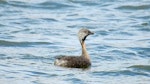 Hoary-headed grebe | Taihoropī. Adult. Lake Elterwater, Marlborough, January 2018. Image © Alan Shaw by Alan Shaw.