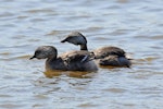 Hoary-headed grebe | Taihoropī. Adult pair in breeding plumage (male at rear). Lake Elterwater, September 2018. Image © Duncan Watson by Duncan Watson.