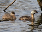 Hoary-headed grebe | Taihoropī. Adult with chick. Lake Elterwater, November 2019. Image © Scott Brooks (ourspot) by Scott Brooks.