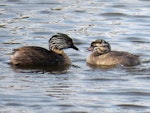 Hoary-headed grebe | Taihoropī. Adult with chick. Lake Elterwater, November 2019. Image © Scott Brooks (ourspot) by Scott Brooks.