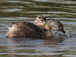 Hoary-headed grebe | Taihoropī. Adult feeding chick (has something in beak). Lake Elterwater, November 2019. Image © Scott Brooks (ourspot) by Scott Brooks.