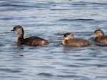 Hoary-headed grebe | Taihoropī. Adult with 2 chicks. Lake Elterwater, November 2019. Image © Scott Brooks (ourspot) by Scott Brooks.