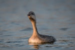 Hoary-headed grebe | Taihoropī. Adult calling. Lake Elterwater, September 2018. Image © Tony Whitehead by Tony Whitehead.