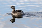 Hoary-headed grebe | Taihoropī. Immature. Laratinga Wetlands, South Australia, July 2015. Image © John Fennell by John Fennell.