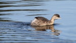 Hoary-headed grebe | Taihoropī. Immature. Laratinga Wetlands, South Australia, June 2015. Image © John Fennell by John Fennell.