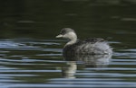 Hoary-headed grebe | Taihoropī. Immature. Magazine Road Wetlands, South Australia, January 2014. Image © Craig Greer by Craig Greer.