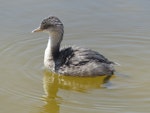 Hoary-headed grebe | Taihoropī. Immature. Cooper Creek, South Australia, October 2013. Image © Alan Tennyson by Alan Tennyson.