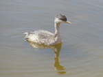 Hoary-headed grebe | Taihoropī. Immature. Cooper Creek, South Australia, October 2013. Image © Alan Tennyson by Alan Tennyson.