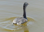 Hoary-headed grebe | Taihoropī. Immature. Cooper Creek, South Australia, October 2013. Image © Alan Tennyson by Alan Tennyson.