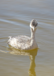 Hoary-headed grebe | Taihoropī. Immature. Cooper Creek, South Australia, October 2013. Image © Alan Tennyson by Alan Tennyson.