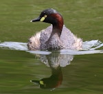 Australasian little grebe | Tokitokipio. Adult breeding. Laratinga Wetlands, South Australia, January 2018. Image © John Fennell by John Fennell.