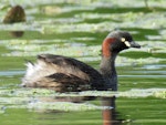 Australasian little grebe | Tokitokipio. Adult in breeding plumage. Whangarei Water Treatment Plant, February 2017. Image © Scott Brooks (ourspot) by Scott Brooks.