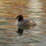 Australasian little grebe | Tokitokipio. Breeding plumage adult swimming near nest. Mandurah, Western Australia, September 2013. Image © Roger Smith by Roger Smith.