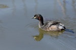 Australasian little grebe | Tokitokipio. Adult. The Secret Garden, Gwelup, Western Australia, January 2017. Image © Marie-Louise Myburgh by Marie-Louise Myburgh.