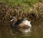 Australasian little grebe | Tokitokipio. Breeding adult. Royal Botanic Gardens, Melbourne, Victoria, Australia, March 2009. Image © Sonja Ross by Sonja Ross.