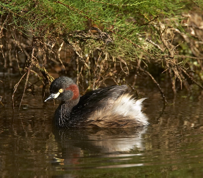 Australasian little grebe | Tokitokipio. Breeding adult. Royal Botanic Gardens, Melbourne, Victoria, Australia, March 2009. Image © Sonja Ross by Sonja Ross.