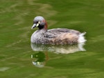 Australasian little grebe | Tokitokipio. Adult breeding. Laratinga Wetlands, South Australia, January 2018. Image © John Fennell by John Fennell.