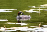 Australasian little grebe | Tokitokipio. Adult breeding plumage. Auckland region, January 2012. Image © Craig Steed by Craig Steed.