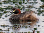 Australasian little grebe | Tokitokipio. Adult. Tikipunga, Whangarei, October 2019. Image © Scott Brooks (ourspot) by Scott Brooks.