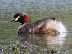 Australasian little grebe | Tokitokipio. Adult. Tikipunga, Whangarei, October 2019. Image © Scott Brooks (ourspot) by Scott Brooks.