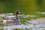 Australasian little grebe | Tokitokipio. Adult swimming up to nest. Hervey Bay, Queensland, Australia, September 2010. Image © Tony Whitehead by Tony Whitehead.