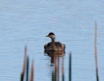 Australasian little grebe | Tokitokipio. Non-breeding adult. Lake Waiporohita, July 2010. Image © Duncan Watson by Duncan Watson.