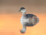 Australasian little grebe | Tokitokipio. Adult non-breeding. Murrumbidgee Golf Club, Kambah, Australian Capital Territory, July 2018. Image © Glenn Pure 2019 birdlifephotography.org.au by Glenn Pure.