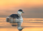 Australasian little grebe | Tokitokipio. Adult non-breeding. Kambah, Australian Capital Territory, June 2018. Image © Glenn Pure 2018 birdlifephotography.org.au by Glenn Pure.