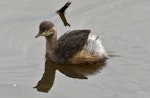 Australasian little grebe | Tokitokipio. Non-breeding adult. Atherton Tablelands, Queensland, Australia, August 2009. Image © Rebecca Bowater by Rebecca Bowater FPSNZ AFIAP.