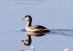 Australasian little grebe | Tokitokipio. Adult in non-breeding plumage. Northern Territory, Australia, July 2012. Image © Dick Porter by Dick Porter.