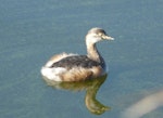 Australasian little grebe | Tokitokipio. Adult in non-breeding plumage. Centennial Park, Sydney, June 2009. Image © Alan Tennyson by Alan Tennyson.