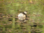 Australasian little grebe | Tokitokipio. Juvenile. Waioneke, South Kaipara Head, May 2019. Image © Denise Poyner by Denise Poyner.