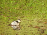 Australasian little grebe | Tokitokipio. Juvenile. Waioneke, South Kaipara Head, May 2019. Image © Denise Poyner by Denise Poyner.